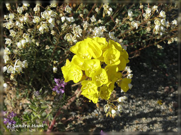 comp-IMG_3282