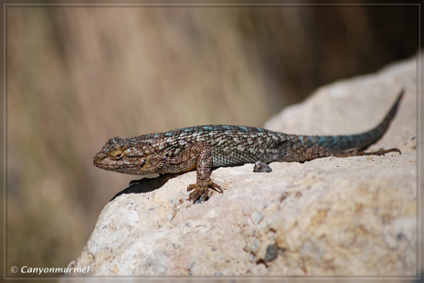 comp-DSC_2751