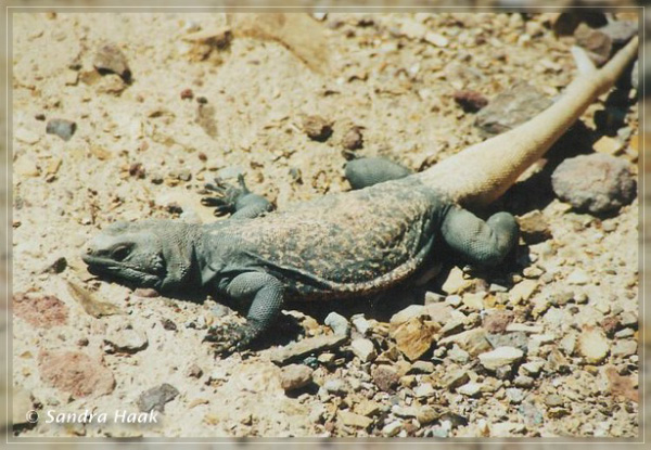comp-lizard 2