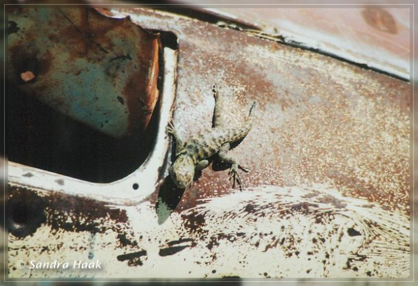 comp-lizard 5