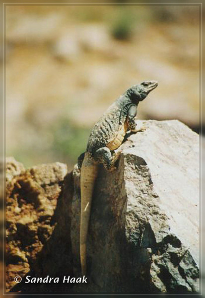 comp-lizard 6