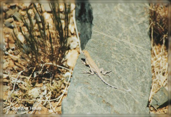 comp-lizard 7