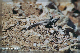 comp-lizard 1