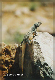 comp-lizard 6