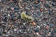 comp-DSC_0515